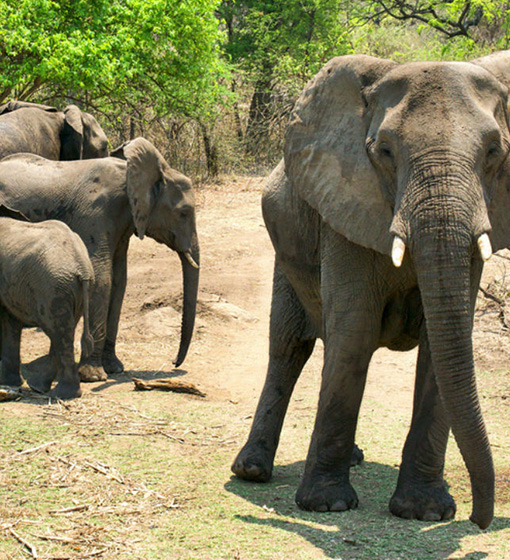 LES ELEPHANTS DE GOURMA Image